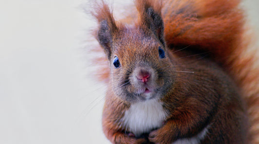 Squirrel Myths Busted: What You Didn’t Know About Your Furry Foes