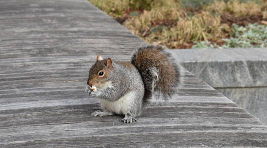 The Secret Life of Urban Squirrels: How Our Neighborhoods Became Their Playground