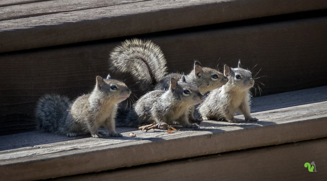 5 Most Important Reasons Why You Should Get Rid of Squirrels Today