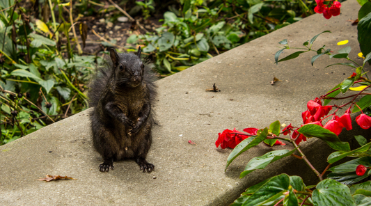 Squirrels vs. Gardens: The Epic Battle for Your Backyard