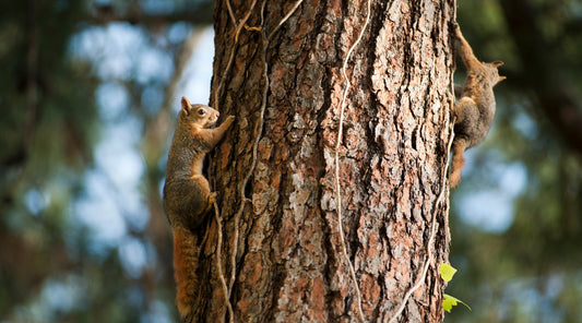 The Unseen Consequences of Squirrel Overpopulation: Why It's More Than Just a Nuisance